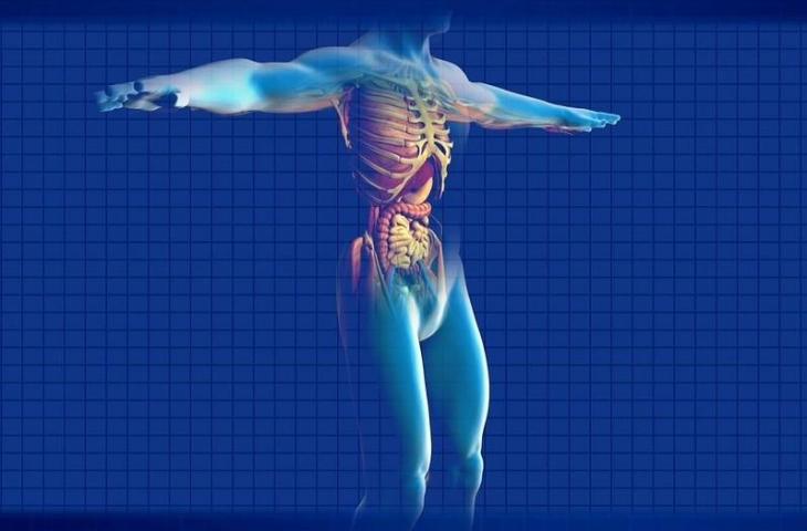 Ahli Onkologi Temukan Organ Baru pada Tubuh Manusia, Terdapat di Wajah